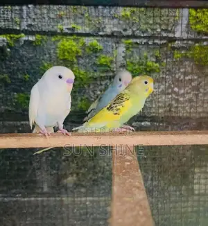 Love Birds