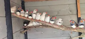 Zebra Finch