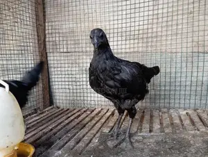 Kadaknath Chicken