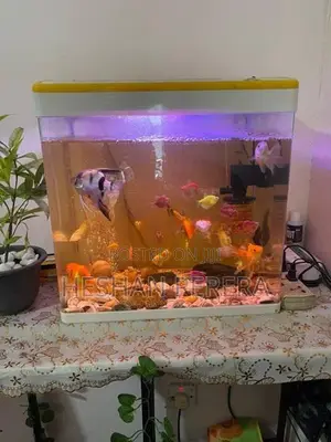 Fish Tank