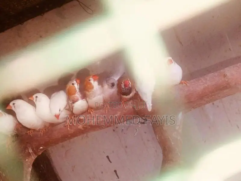 Zebra Finch