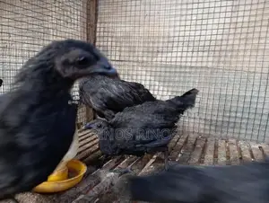 Kadaknath Chicken