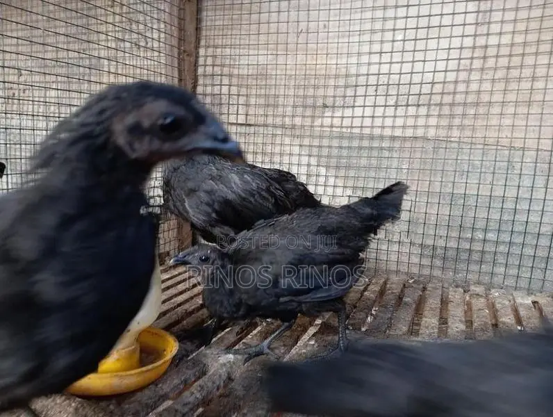 Kadaknath Chicken