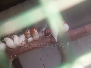Zebra Finch