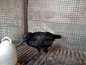 Kadaknath Chicken