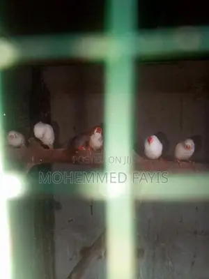 Zebra Finch