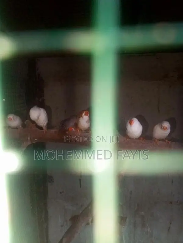 Zebra Finch