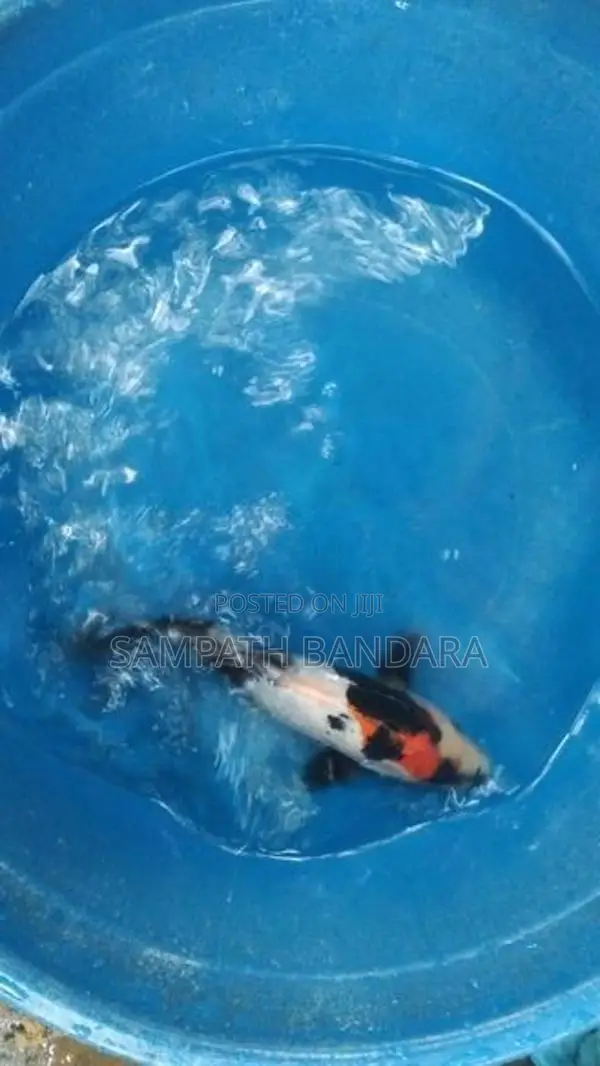 japanese koi fish