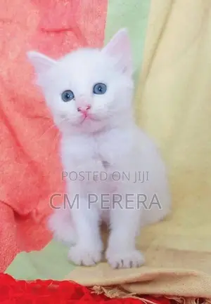 Turkish Angora cats
