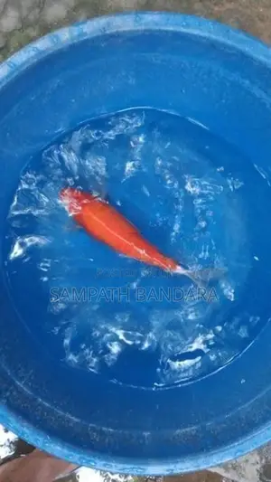 japanese koi fish