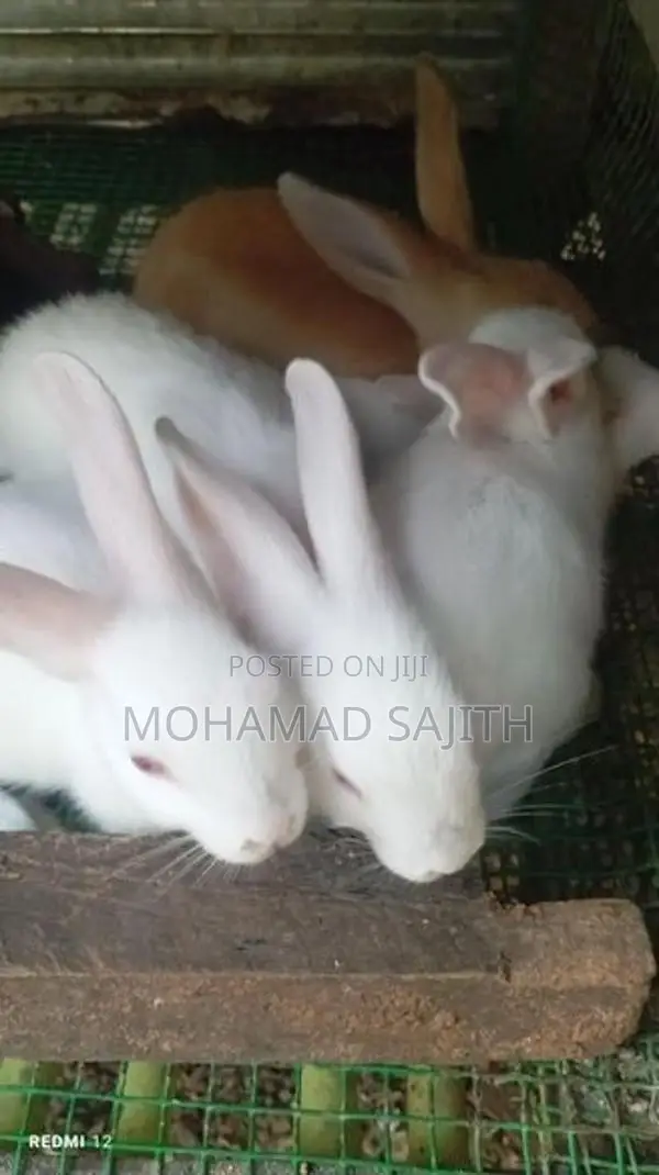 Rabbit