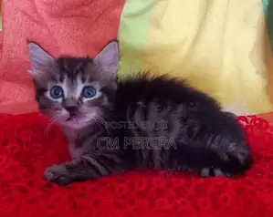Turkish Angora cats