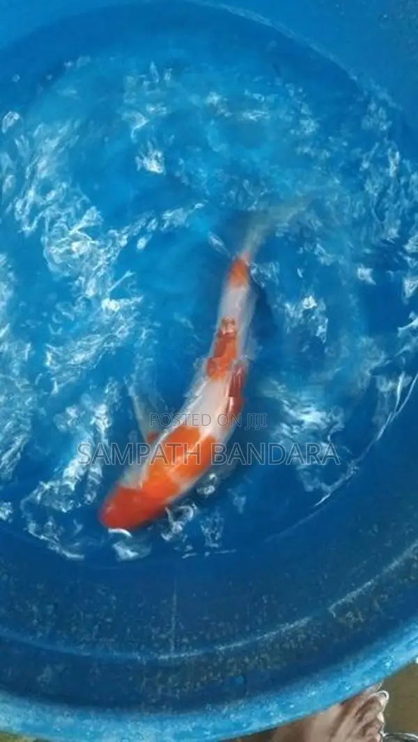 japanese koi fish