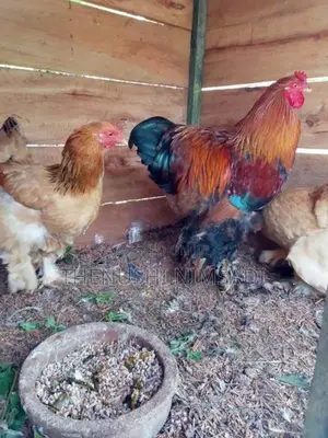 බ්‍රාමා kukulan
