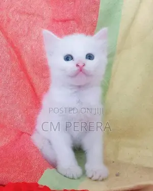 Turkish Angora cats