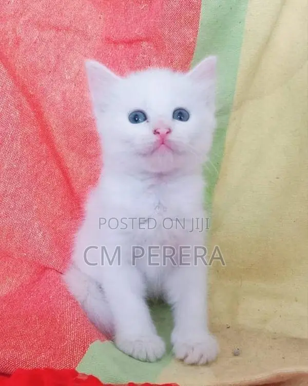 Turkish Angora cats