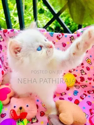 Persian kitten