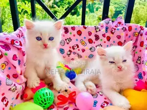 Persian kitten