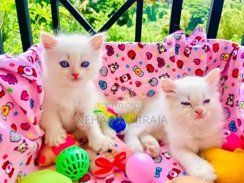 Persian kitten