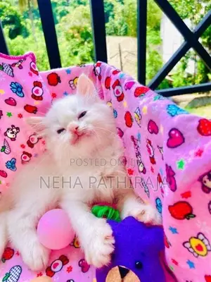 Persian kitten