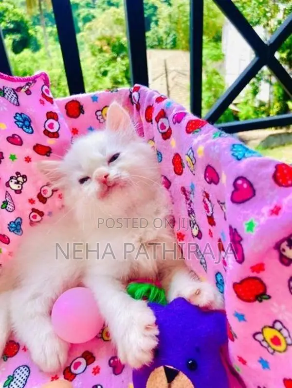 Persian kitten