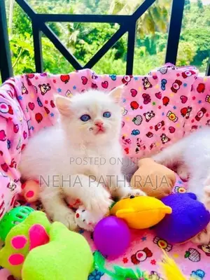 Persian kitten