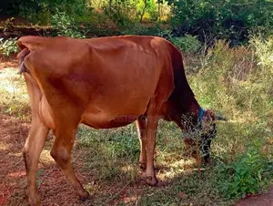 Milk Cow