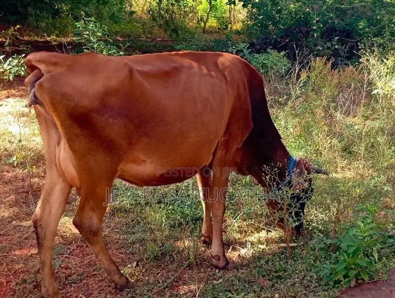 Milk Cow