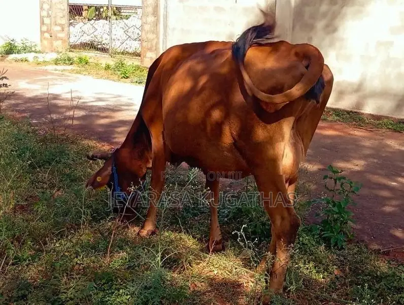 Milk Cow