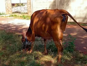 Milk Cow