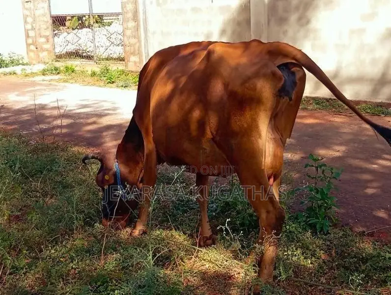 Milk Cow