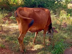 Milk Cow