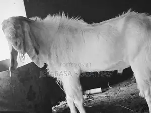Farm Goat