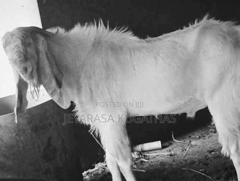 Farm Goat