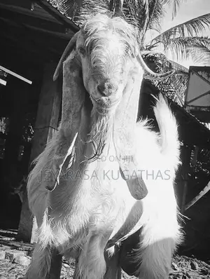 Farm Goat