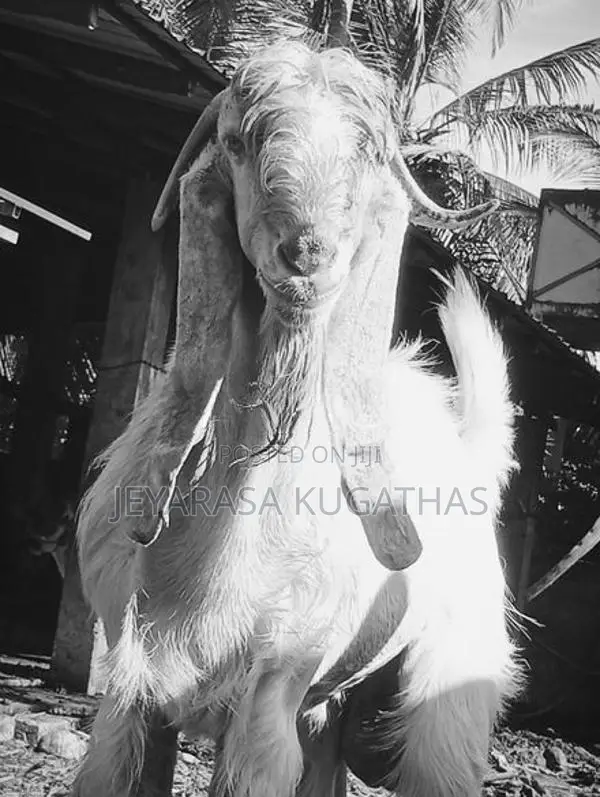 Farm Goat