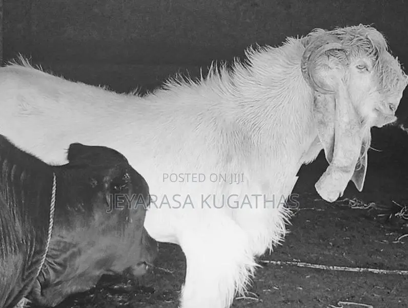 Farm Goat