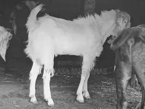 Farm Goat