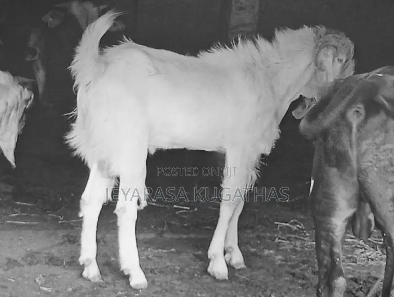 Farm Goat