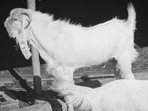 Farm Goat