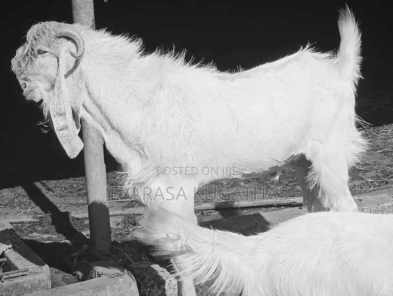 Farm Goat