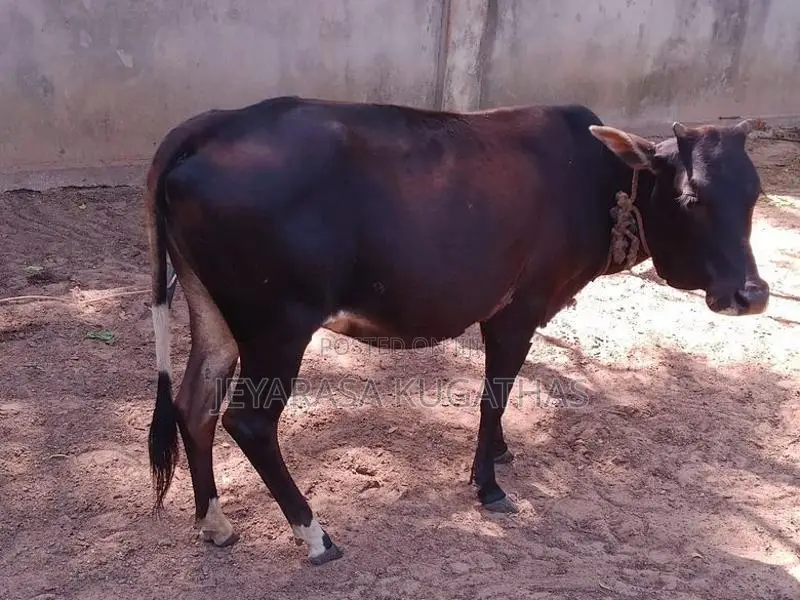 Ur Kalappu Madu