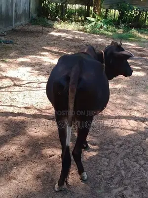 Ur Kalappu Madu