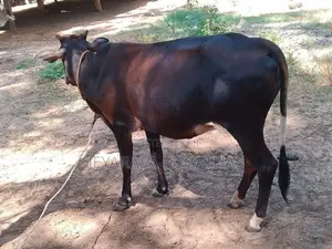 Ur Kalappu Madu