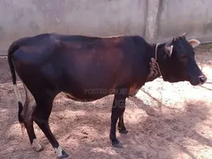 Ur Kalappu Madu