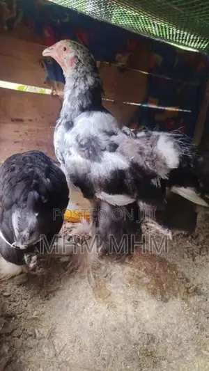 Brahma Chicken