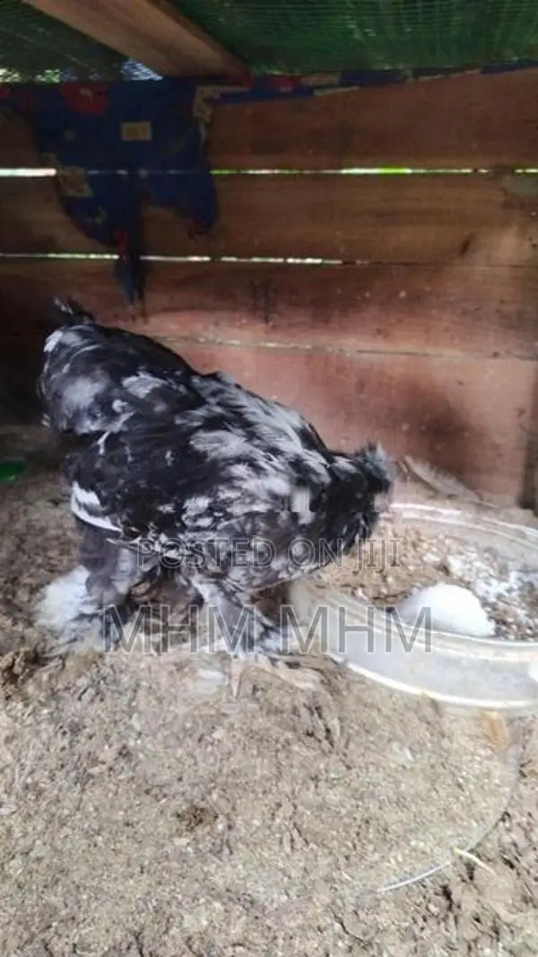 Brahma Chicken