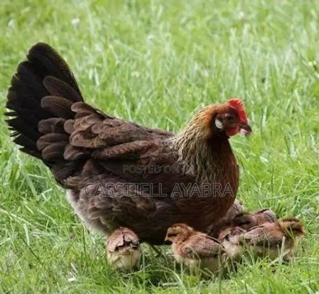 Farm Chickens