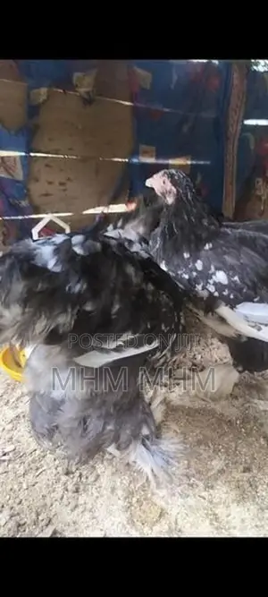 Brahma Chicken