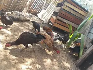 Farm Chickens